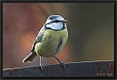 pimpelmees DSC_0003-01